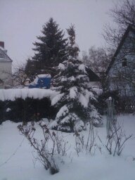 Ein schneebedeckter Baum