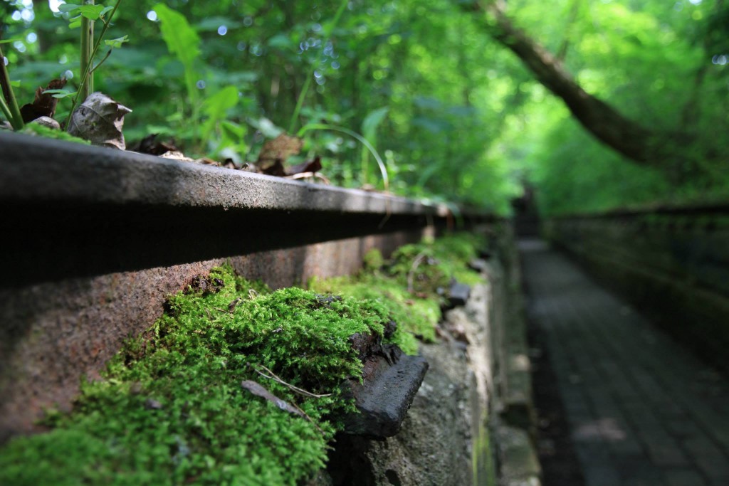 Naturpark Südgelände Moosweg