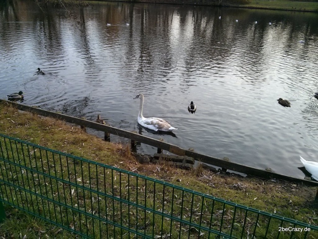 Schwan-Volkspark-Mariendorf (1)