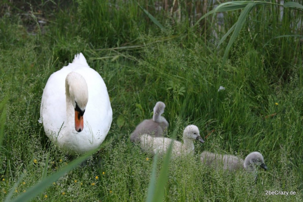 Schwan-Volkspark-Mariendorf (10)