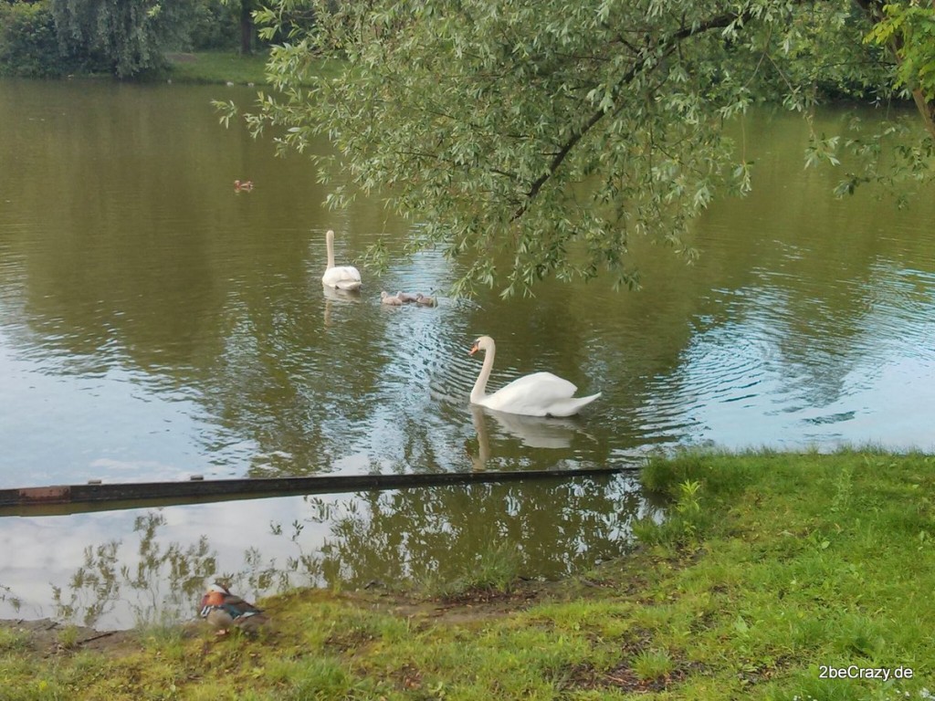 Schwan-Volkspark-Mariendorf (11)