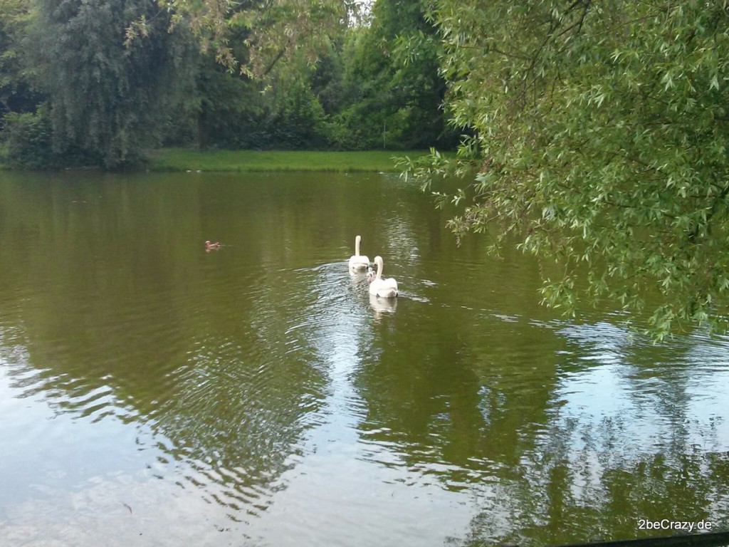 Schwan-Volkspark-Mariendorf (12)