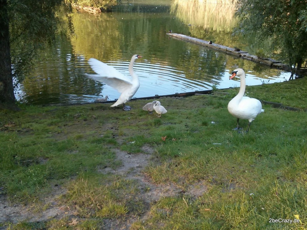 Schwan-Volkspark-Mariendorf (15)