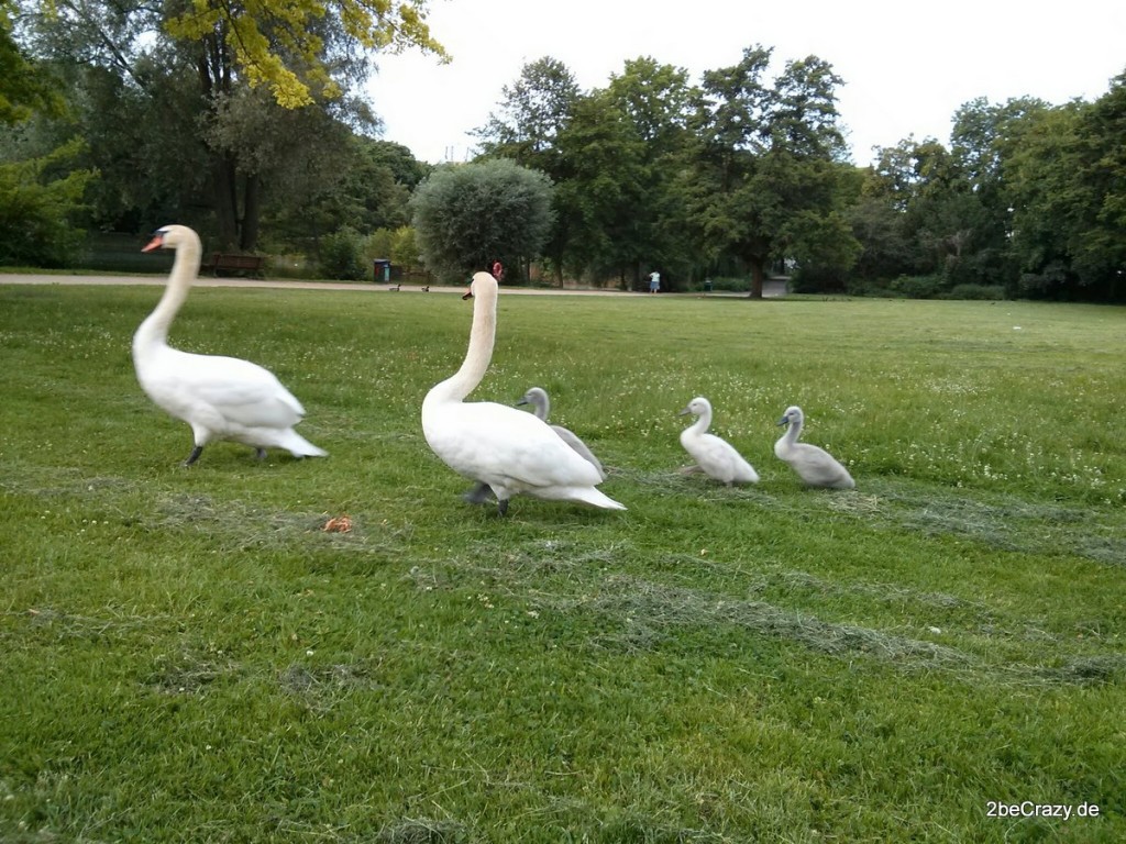 Schwan-Volkspark-Mariendorf (17)