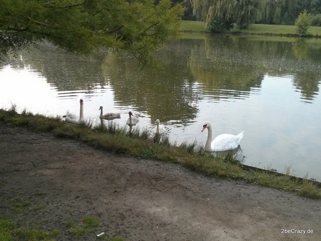 Schwan-Volkspark-Mariendorf (19)