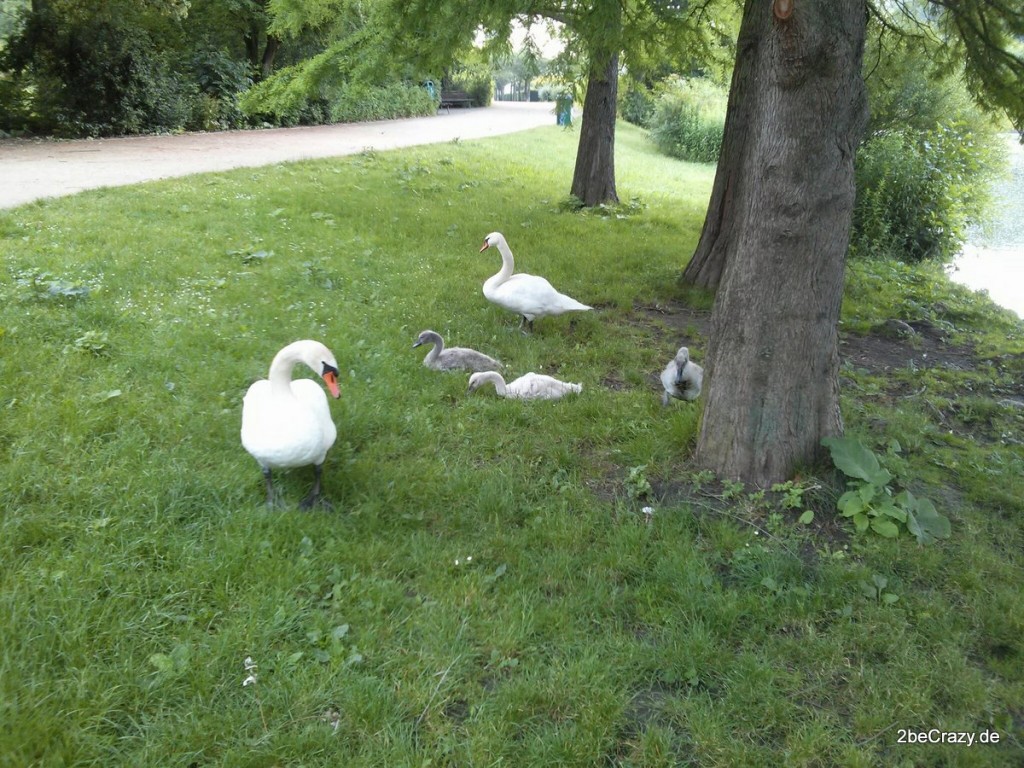 Schwan-Volkspark-Mariendorf (20)