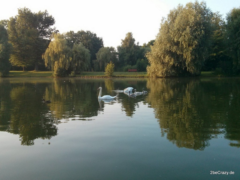 Schwan-Volkspark-Mariendorf (21)