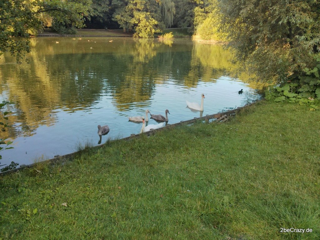 Schwan-Volkspark-Mariendorf (22)