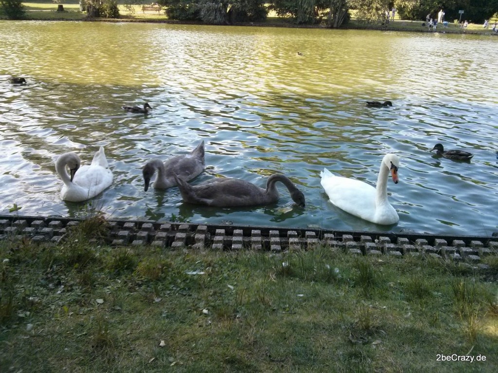 Schwan-Volkspark-Mariendorf (23)