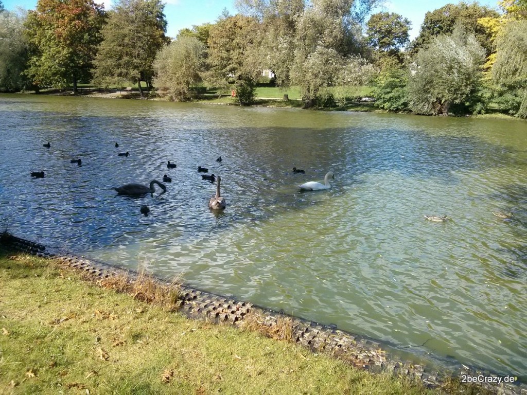 Schwan-Volkspark-Mariendorf (24)