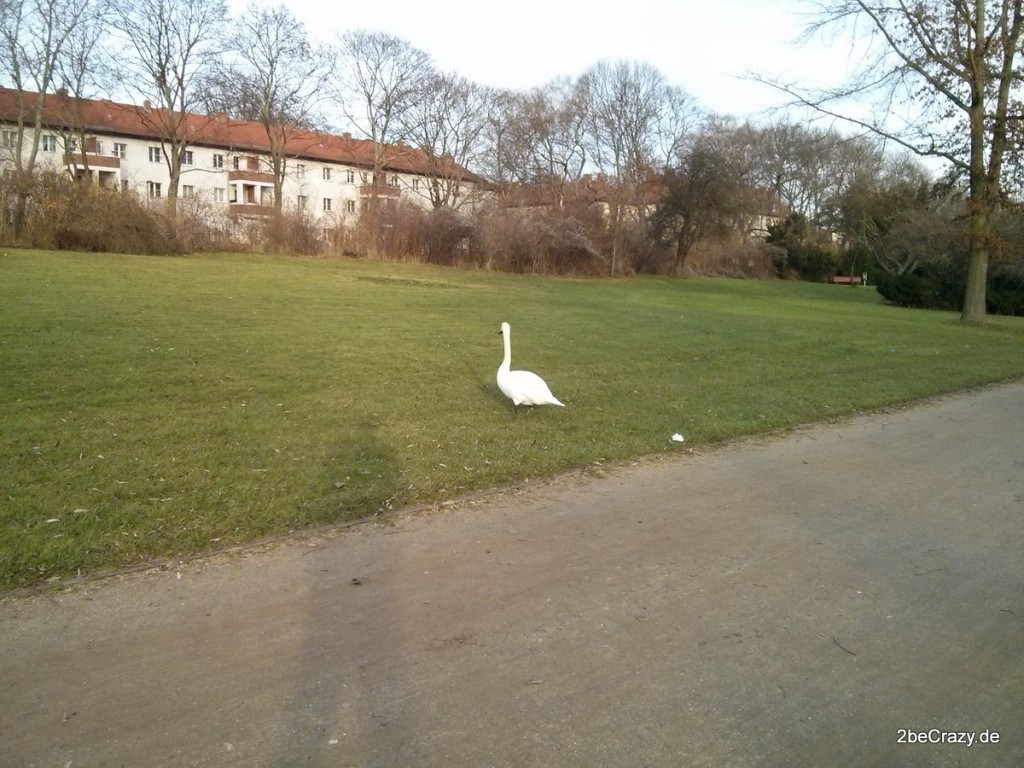 Schwan-Volkspark-Mariendorf (3)