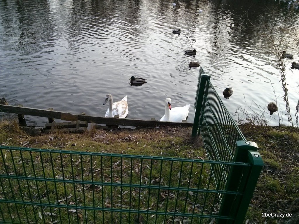 Schwan-Volkspark-Mariendorf (4)