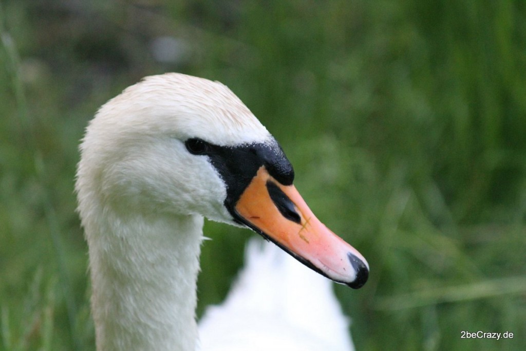 Schwan-Volkspark-Mariendorf (5)