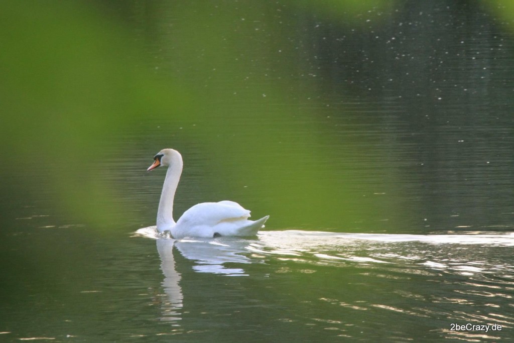 Schwan-Volkspark-Mariendorf (6)