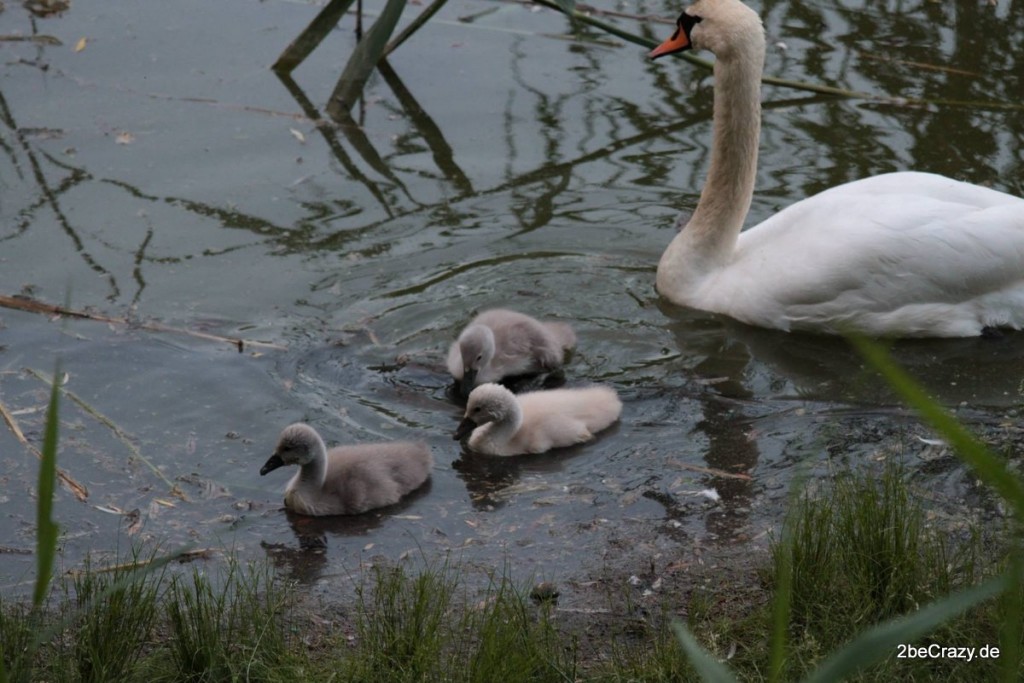 Schwan-Volkspark-Mariendorf (7)