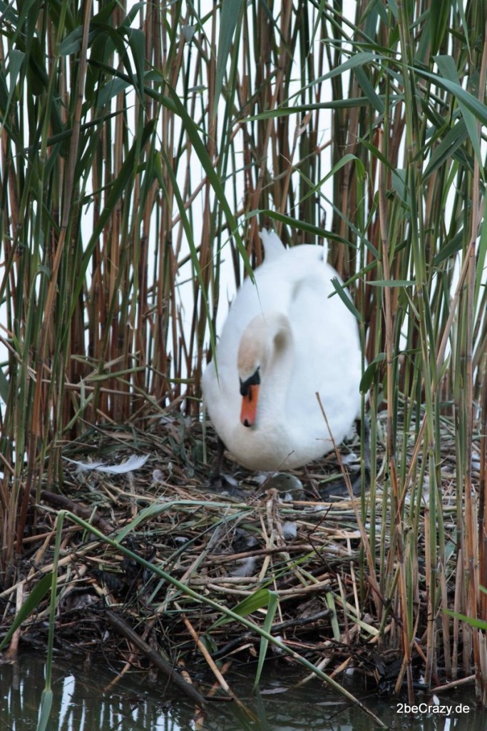 Schwan-Volkspark-Mariendorf (8)