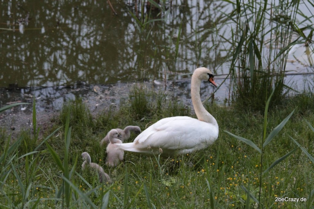 Schwan-Volkspark-Mariendorf (9)