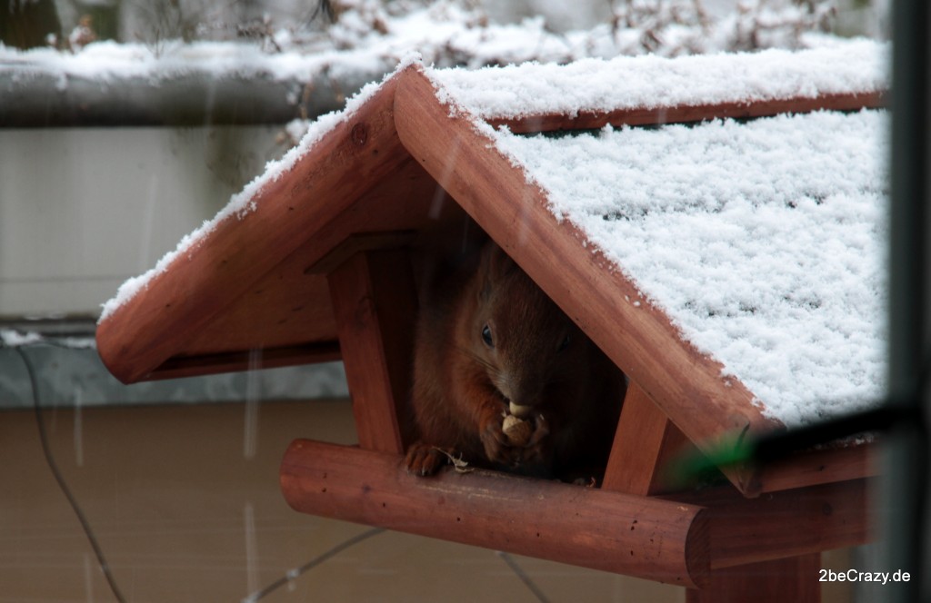 eichhoernchen-vogelhaus-futter