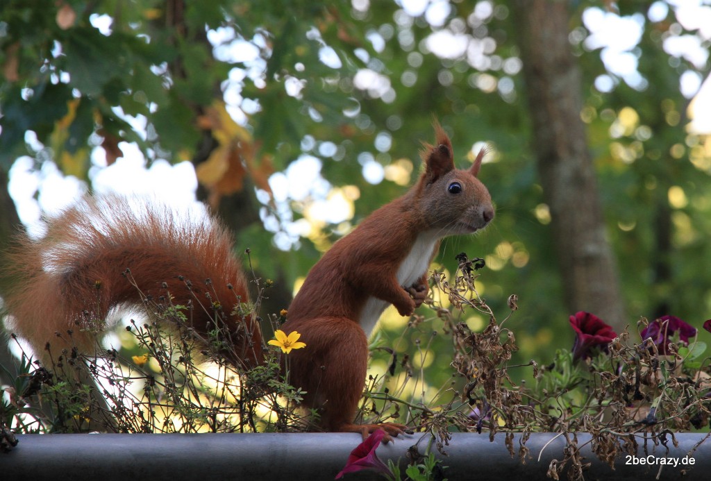 Eichhörnchen sitzt auf Balkon