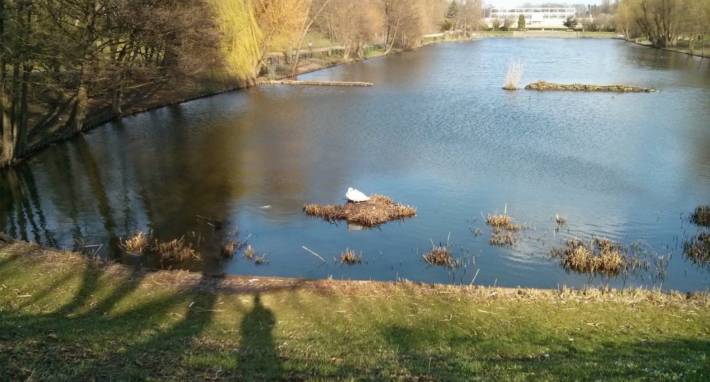 schwan-berlin-mariendorf